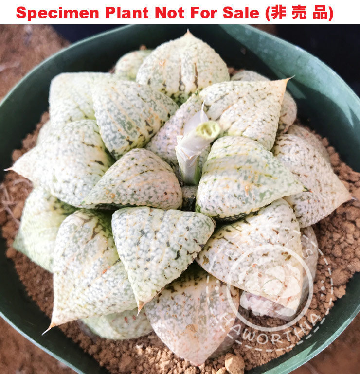Pict-14 H. picta 'RS202-2014', 10 seeds, 2026