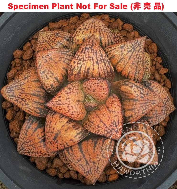 Pict-13 H. picta 'Tora', 10 seeds, 2026