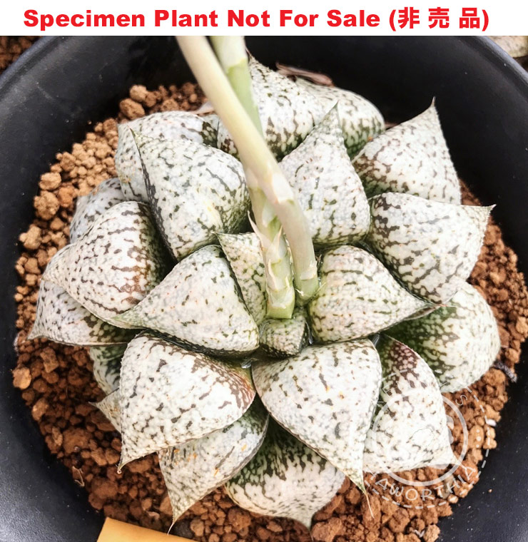 Pict-09 H. picta 'White' XL, 10 seeds, 2026 (4/22)