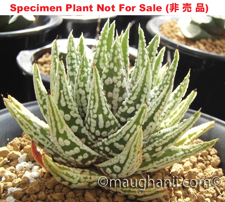 Hyb-261 H. pumila 'BK-943', 10 seeds, 2026