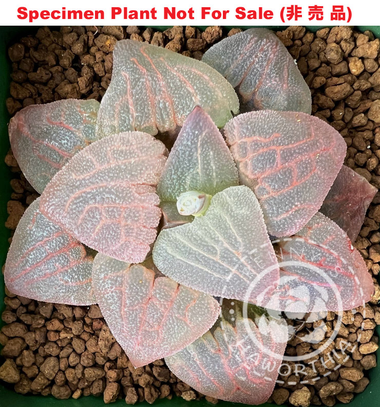 Hyb-501 H. pygmaea 'Blue Boxy', 10 seeds, 2026