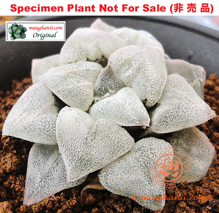 Hyb-365 H. pygmaea 'First Love', 10 seeds, 2026 Hyb-365 H. pygmaea 'First Love', 10 seeds, 2026