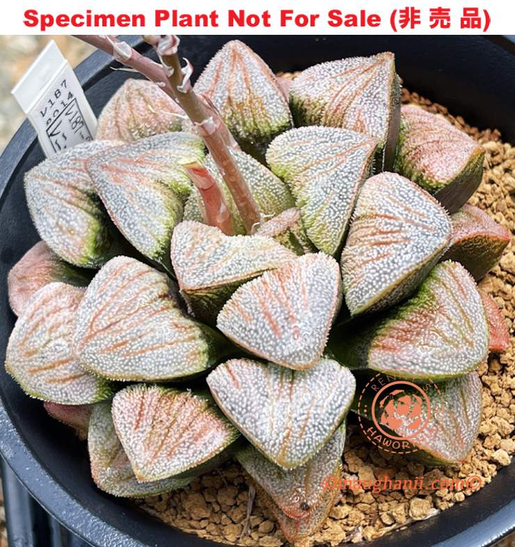 Hyb-344 H. pygmaea 'Mint' (RS187-2014), 10 seeds, 2026 Hyb-344 H. pygmaea 'Mint' (RS187-2014), 10 seeds, 2026