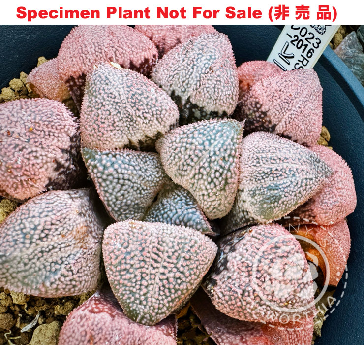 Hyb-498 H. pygmaea 'Pimple' (RS023-2016), 10 seeds, 2026 Hyb-498 H. pygmaea 'Pimple' (RS023-2016), 10 seeds, 2026