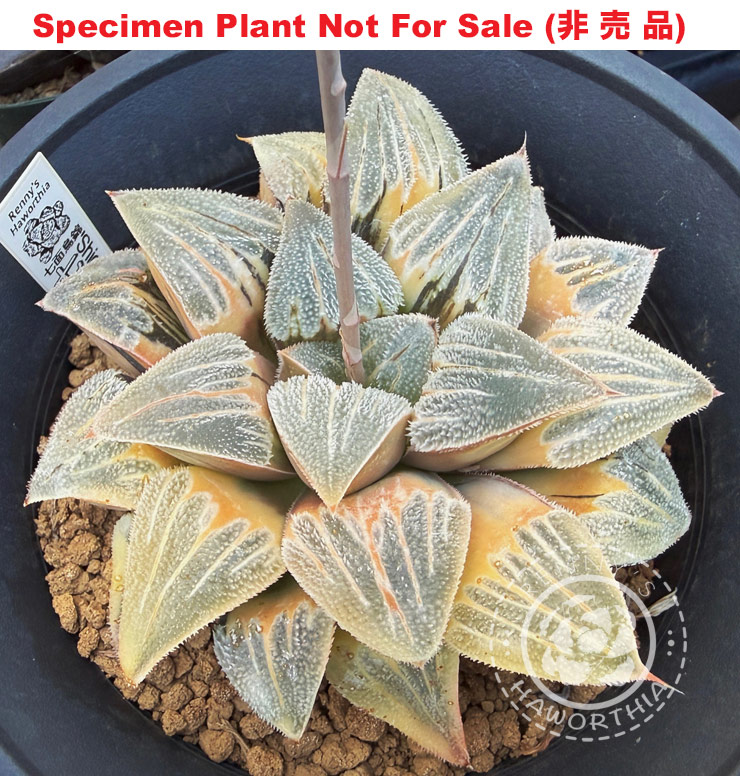 SE-904 H. hyb 'Shichimenchou' variegate, 10 seeds, 2026