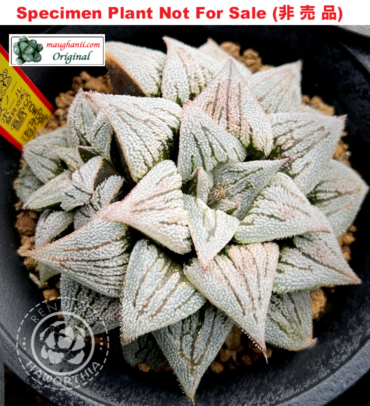 Hyb-453 H. pygmaea 'Snowball', 10 seeds, 2026 Hyb-453 H. pygmaea 'Snowball', 10 seeds, 2026