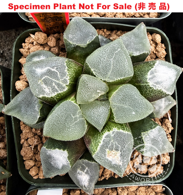 Hyb-545 H. pyg 'Tokumaru Totsumado' Monstrose, 10 seeds, 2026 Hyb-545 H. pyg 'Tokumaru Totsumado' Monstrose, 10 seeds, 2026