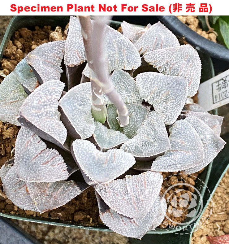 Hyb-242 H. hyb 'RS032-2014', 10 seeds, 2026