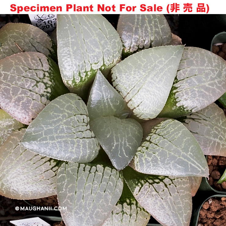 Hyb-247 H. hyb 'RS163-2015', 10 seeds, 2026