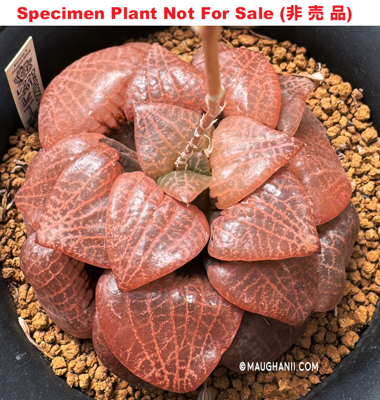 Hyb-235 H. hyb 'RS220-2015', 10 seeds, 2026