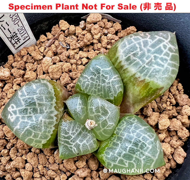 Hyb-246 H. correcta 'RS330-2014', 10 seeds, 2026