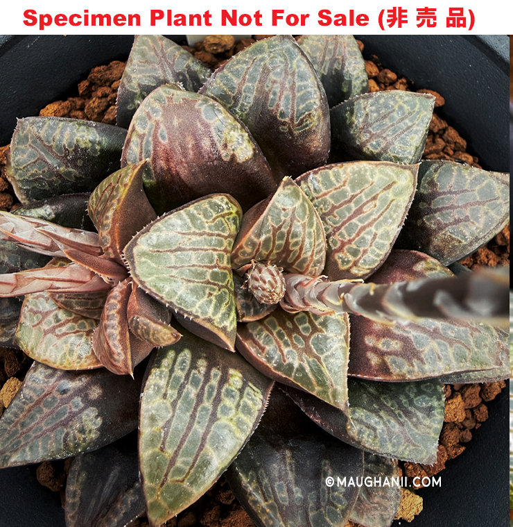 Hyb-240 H. hyb 'RS387-2014', 10 seeds, 2026
