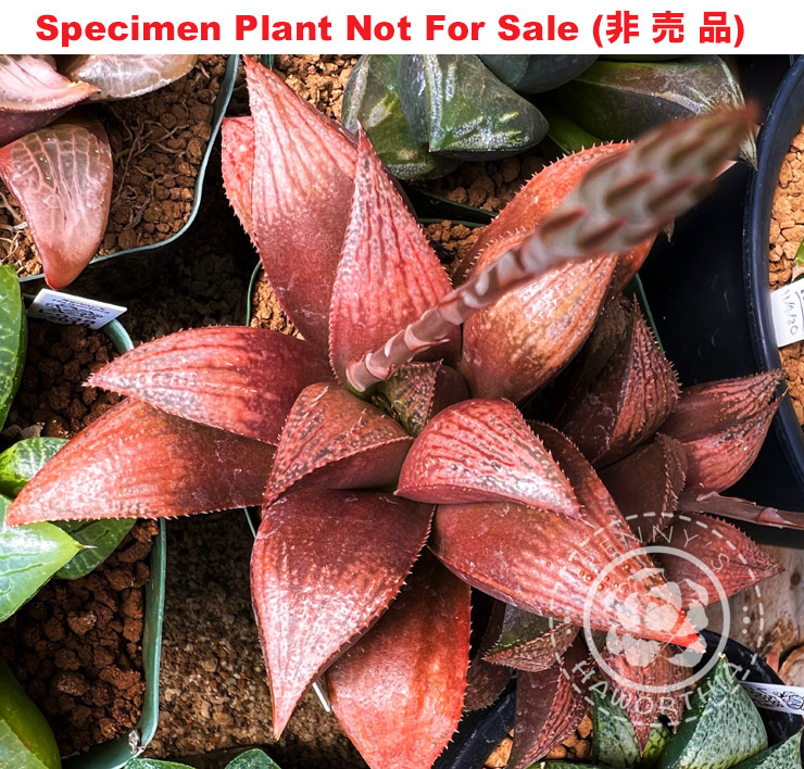 Hyb-541 H. hybrid 'Devilish', 10 seeds, 2026 Hyb-541 H. hybrid 'Devilish', 10 seeds, 2026
