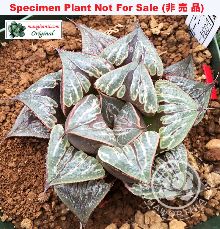 Hyb-348 H. hyb 'RS034-2014', 10 seeds, 2026 Hyb-348 H. hyb 'RS034-2014', 10 seeds, 2026