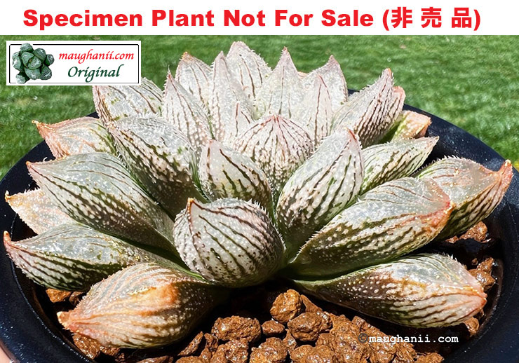 Hyb-539 H. hybrid 'Kihaku No Mori' (RS175-2015), 10 seeds, 2026 Hyb-539 H. hybrid 'Kihaku No Mori' (RS175-2015), 10 seeds, 2026