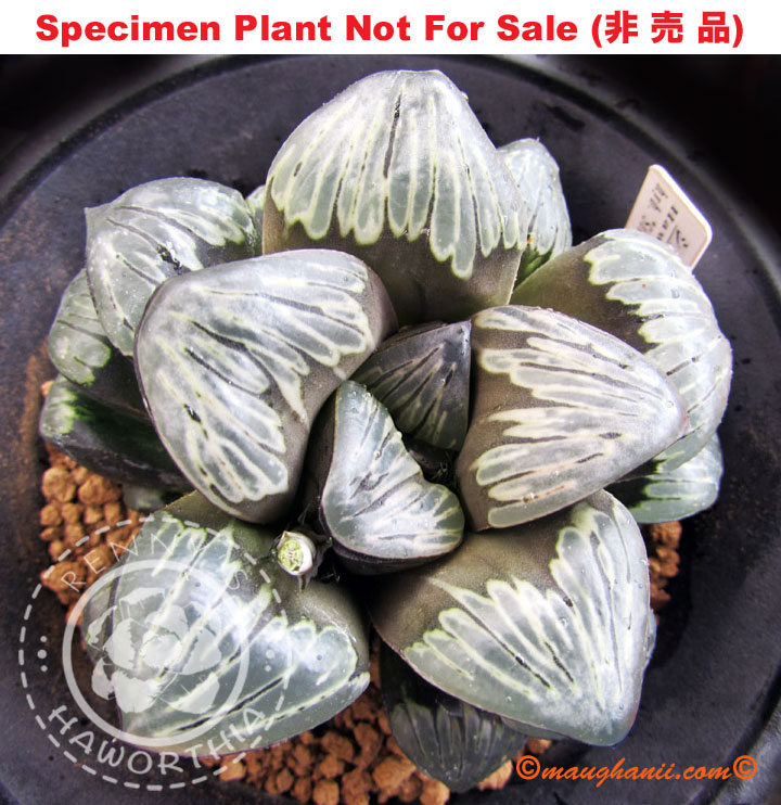 Hyb-544 H. cv 'Silver Mutica', 10 seeds, 2026 Hyb-544 H. cv 'Silver Mutica', 10 seeds, 2026
