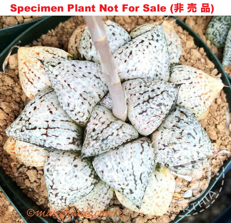 Pict-07 H. picta 'White Dove' (RS048-2014), 10 seeds, 2026