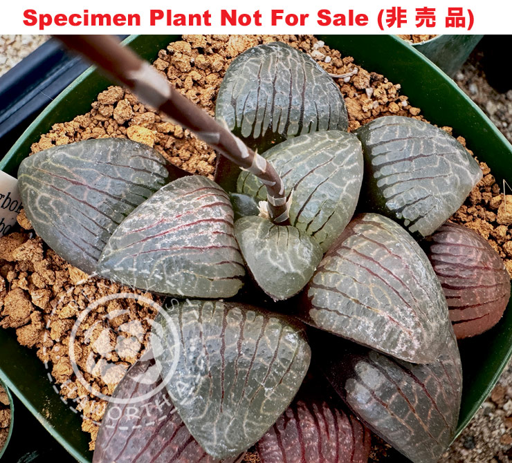 Hyb-625 H. springbok 'springbokvlakte', 10 seeds, 2026