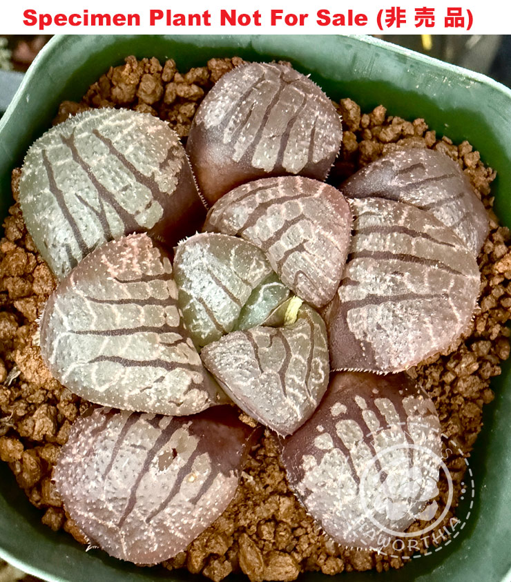 Hyb-375 H. springbok 'Special', 10 seeds, 2026 Hyb-375 H. springbok 'Special', 10 seeds, 2026