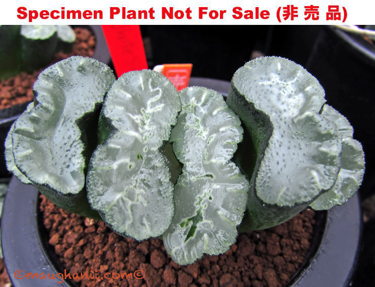 TM-803 H. truncata 'White Shark', 10 seeds, 2026