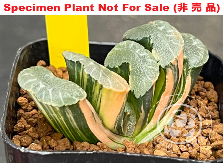 TM-804 H. truncata 'Beyonce' variegate, 10 seeds, 2026