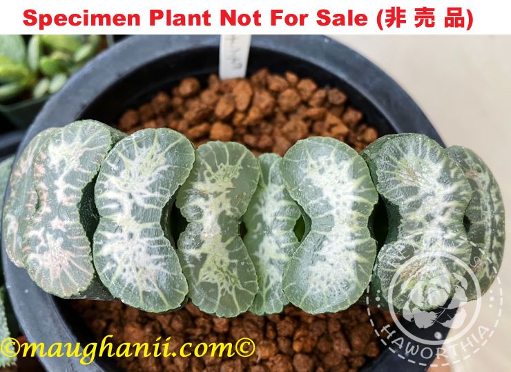 TM-808 H. truncata 'Chincho', 10 seeds, 2026