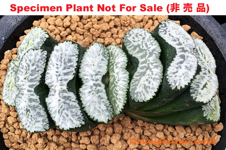 TM-806 H. truncata 'Diamond Snow', 10 seeds, 2026