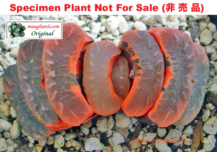 TM-810 H. truncata 'Eye Candy' variegate, 10 seeds, 2026