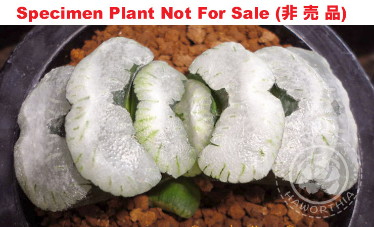 TM-807 H. truncata 'Fukumusume', 10 seeds, 2026
