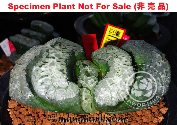 TM-805 H. truncata 'Kyohou', 10 seeds, 2026
