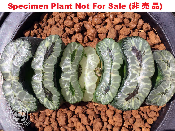 TM-809 H. truncata 'TG-II', 10 seeds, 2026