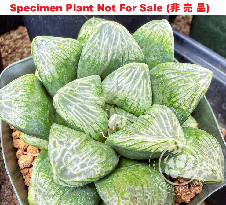 Hyb-382 H. hyb maughanii x comptonia, 10 seeds, 2026 Hyb-382 H. hyb maughanii x comptonia, 10 seeds, 2026