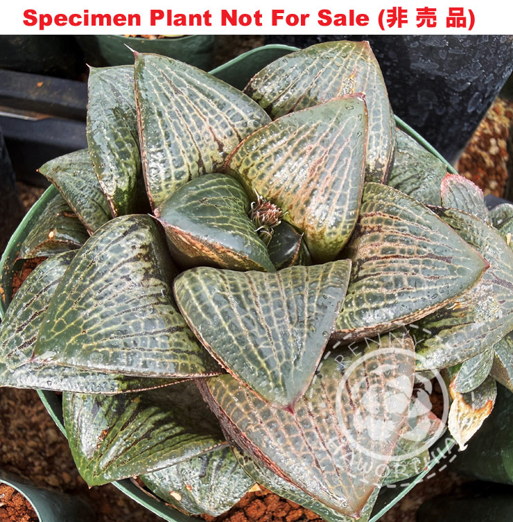 Hyb-386 H. hybrid 'Peter Potamus', 10 seeds, 2026 Hyb-386 H. hybrid 'Peter Potamus', 10 seeds, 2026