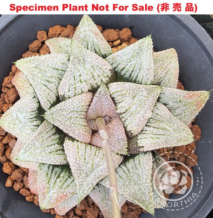 Hyb-381 H. hyb pyg x 'Yomogi', 10 seeds, 2026 Hyb-381 H. hyb pyg x 'Yomogi', 10 seeds, 2026