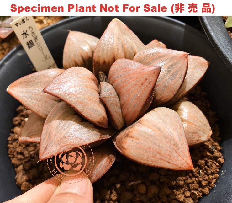 Hyb-376 H. hyb 'Suigin', 10 seeds, 2026 Hyb-376 H. hyb 'Suigin', 10 seeds, 2026