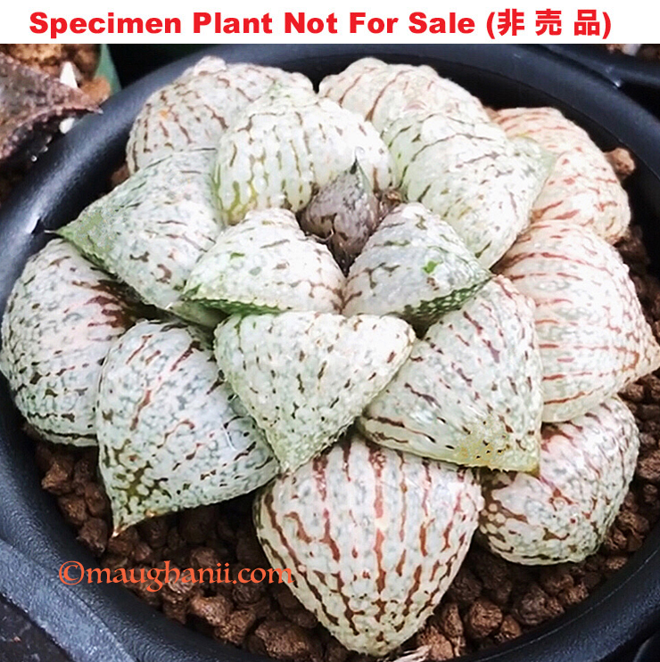 Pict-06 H. picta 'Fairy Tales', 10 seeds, 2026