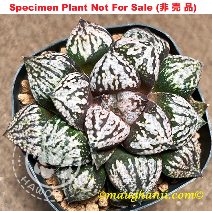 Pict-05 H. picta 'Blackball', 10 seeds, 2026