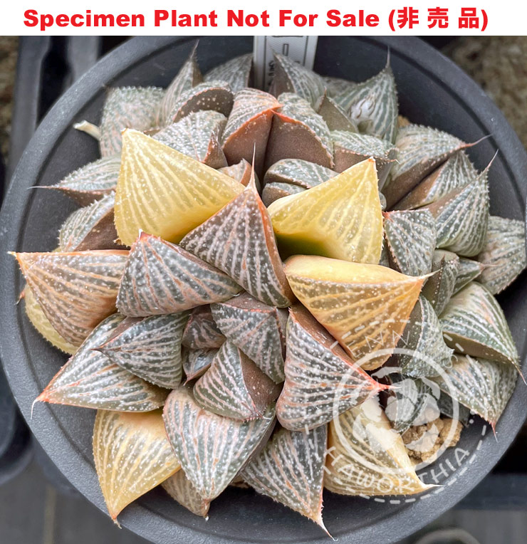 'K-047' (Large Size Plant) 'K-047' (Large Size Plant)