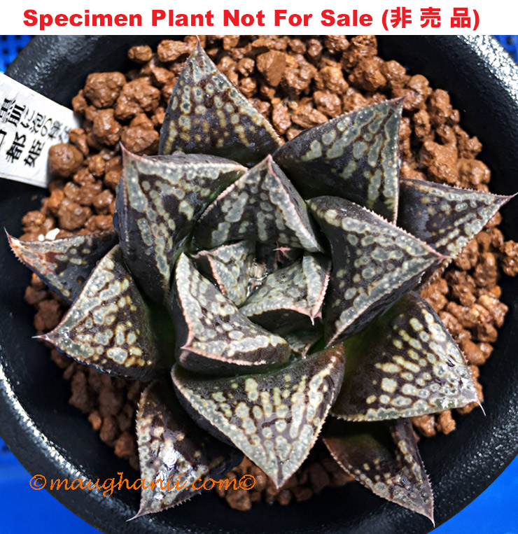 'Kotohime'「古都姫」(Large Size Plant) 'Kotohime'「古都姫」(Large Size Plant)