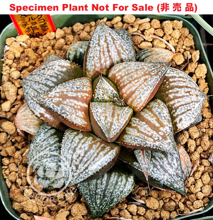 'Milk Chocolate'「ミルク・チョコレート (牛奶巧克力)」(Large Size Plant) 'Milk Chocolate'「ミルク・チョコレート (牛奶巧克力)」(Large Size Plant)