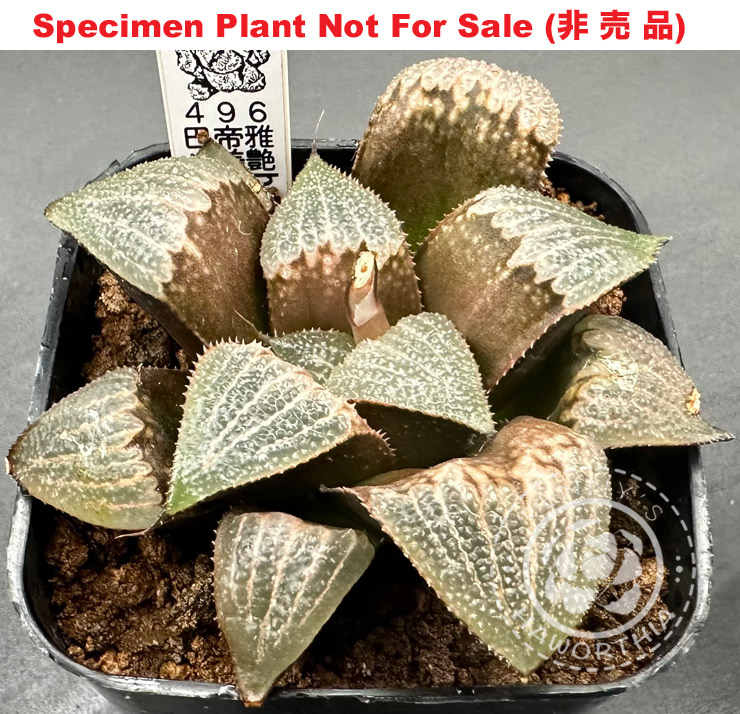 '496' badia X splendens hybrid「496」巴帝雅 x 美艶 交配種 (Large Size)