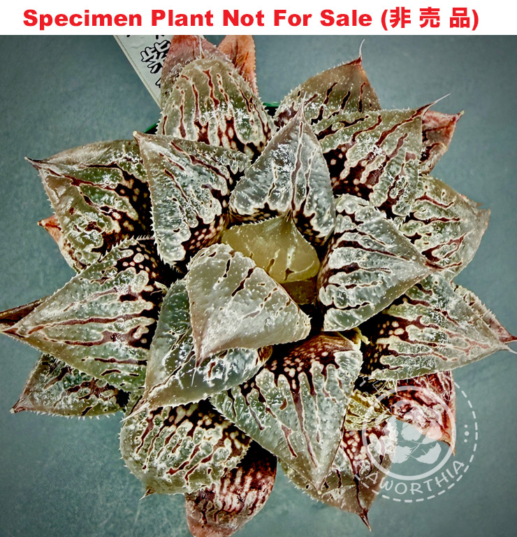 'Shikinjou X' (Small Size Plant) 'Shikinjou X' (Small Size Plant)