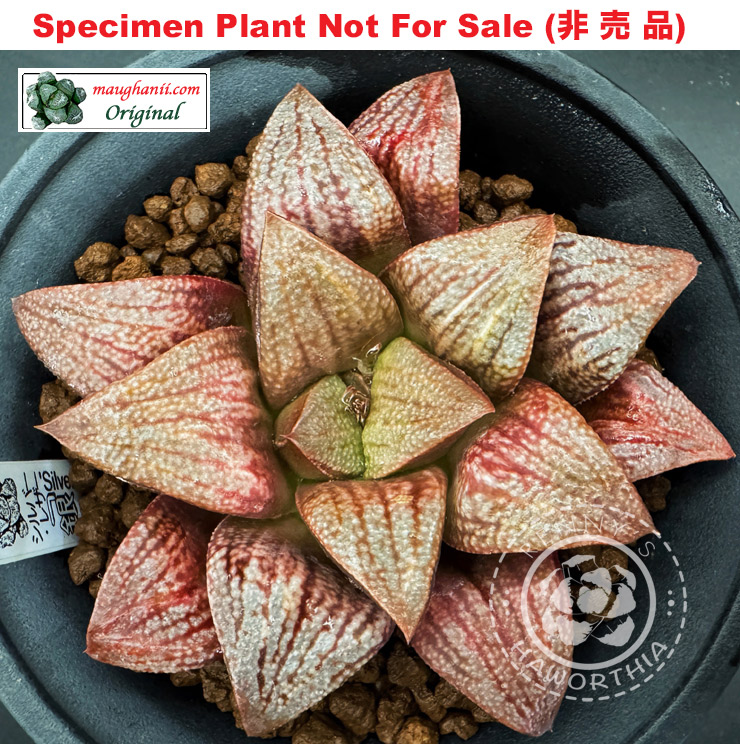'Silver Leather'「シルバーレザー (銀 皮)」(Small Size Plant) 'Silver Leather'「シルバーレザー (銀 皮)」(Small Size Plant)