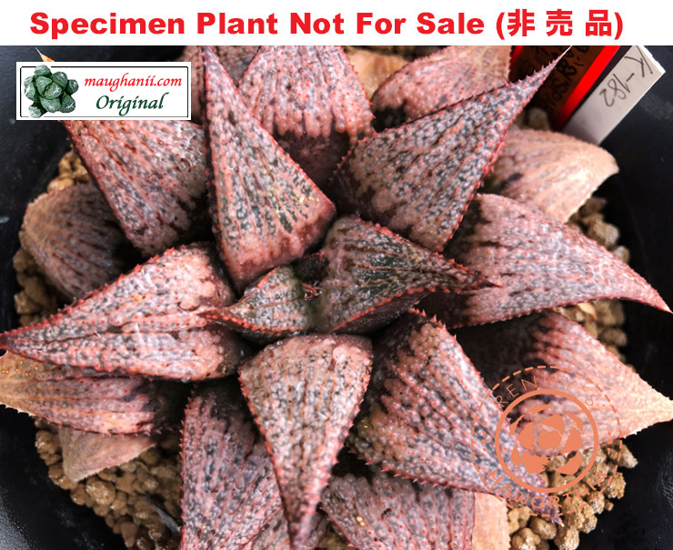 'Spartan'「スパルタン」K-182 (Extra Large Size Plant) 'Spartan'「スパルタン」K-182 (Extra Large Size Plant)