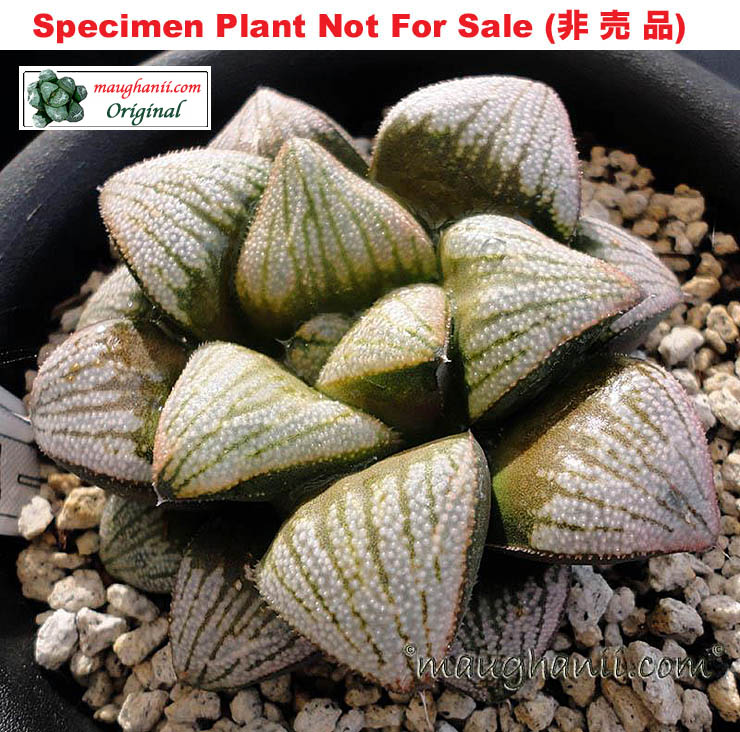 'Laser Beam'「レーザー・ビーム」(Large Size Plant) 'Laser Beam'「レーザー・ビーム」(Large Size Plant)