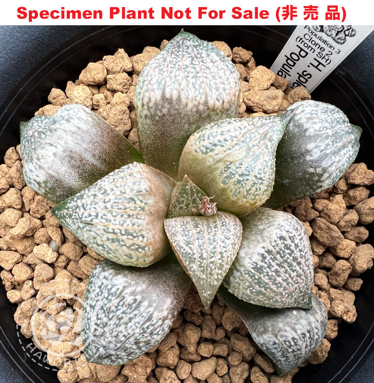 'Population 3' Clone 2 (from SH) (Large Size Plant) 'Population 3' Clone 2 (from SH) (Large Size Plant)