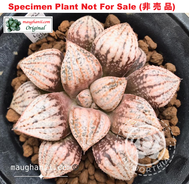 'White Chocolate'「ホワイト・チョコ (白巧克力)」(Small Size Plant) 'White Chocolate'「ホワイト・チョコ (白巧克力)」(Small Size Plant)