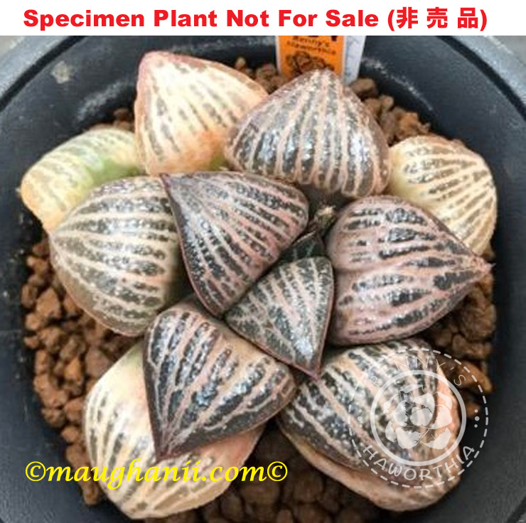 splendens '11202013' (Small Size Plant) splendens '11202013' (Small Size Plant)