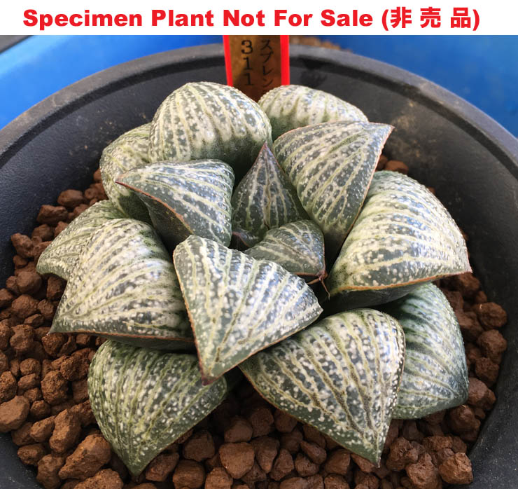 splendens '311' (Large Size Plant) splendens '311' (Large Size Plant)