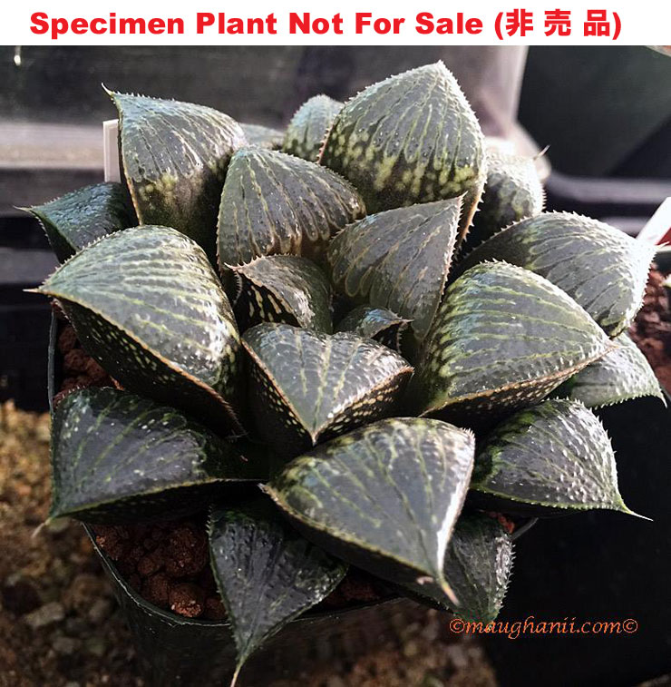 splendens hybrid '53'「美艶交配種 53」(Extra Large Size Plant) splendens hybrid '53'「美艶交配種 53」(Extra Large Size Plant)